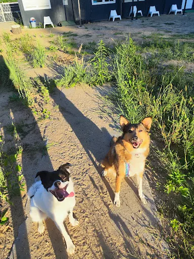 HAUpurrfect - behawiorystka psów i kotów