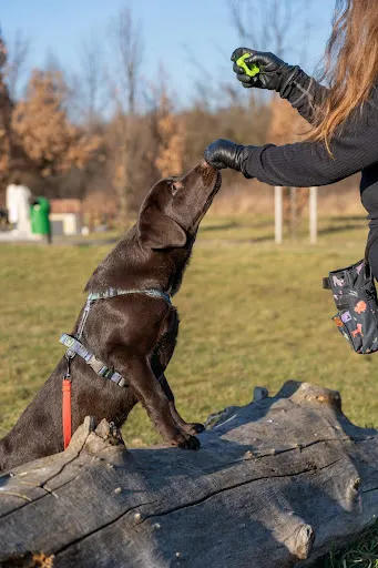 Szczek Szczek | szkolenie psów | Marta Stach