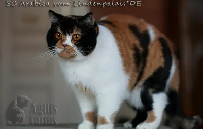 Dorota Szadurska, behawiorystka kotów.